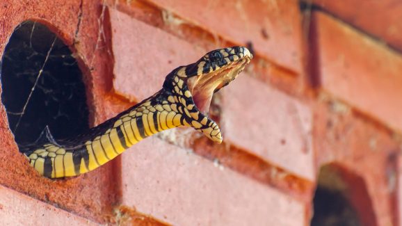 Snakes: పాములు నిజంగానే పగబెట్టుకుని వెంటాడి చంపుతాయా? సైన్స్ ఏం చెబుతోందంటే..