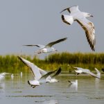 Bird Sanctuary: పక్షులంటే ఇష్టమా? అయితే ఈ టూరిస్ట్ స్పాట్‌కు పక్కా వెళ్లాలి..