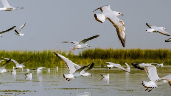 Bird Sanctuary: పక్షులంటే ఇష్టమా? అయితే ఈ టూరిస్ట్ స్పాట్‌కు పక్కా వెళ్లాలి..