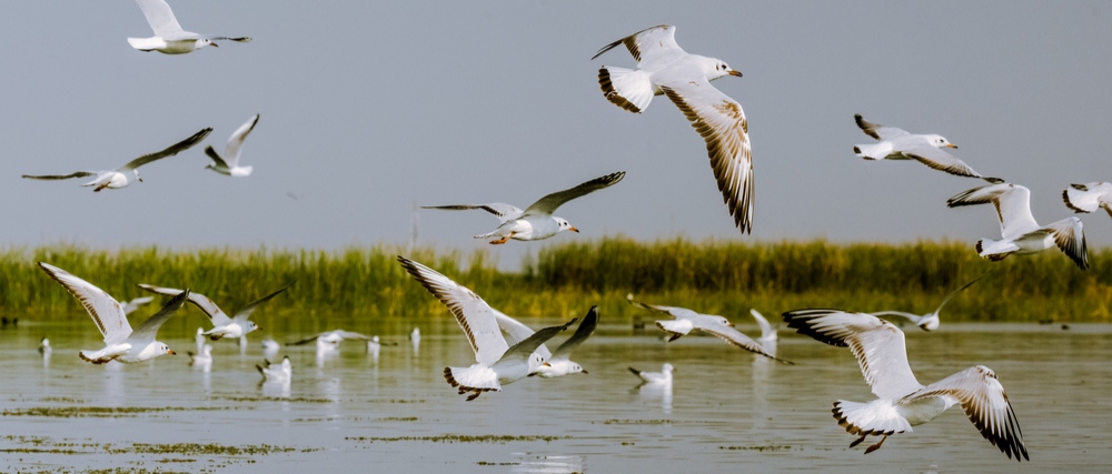 Bird Sanctuary: పక్షులంటే ఇష్టమా? అయితే ఈ టూరిస్ట్ స్పాట్‌కు పక్కా వెళ్లాలి..