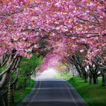 Garden: వైజాగ్‌లో బీచ్ మాత్రమే కాదు.. ఈ సీక్రెట్ గార్డెన్ గురించి తెలుసా?