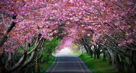 Garden: వైజాగ్‌లో బీచ్ మాత్రమే కాదు.. ఈ సీక్రెట్ గార్డెన్ గురించి తెలుసా?