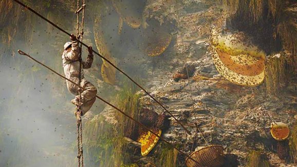 Yunnan Province: అక్కడ హనీ హంటింగ్ అంటే అంత ఈజీ కాదు బ్రో..!