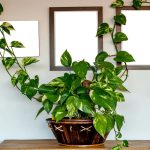 Money Plant: మనీ ప్లాంట్ ఇంట్లో ఉంటే నిజంగా డబ్బు వస్తుందా?