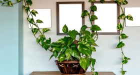 Money Plant: మనీ ప్లాంట్ ఇంట్లో ఉంటే నిజంగా డబ్బు వస్తుందా?