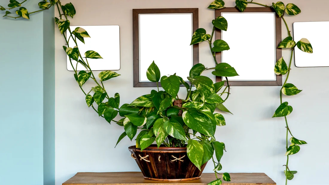 Money Plant: మనీ ప్లాంట్ ఇంట్లో ఉంటే నిజంగా డబ్బు వస్తుందా?