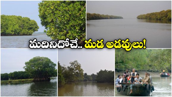 Mangrove Forests: ఆహా అనిపించే అందమైన మడా అడవులు, మన దగ్గర కూడా ఉన్నాయండోయ్!