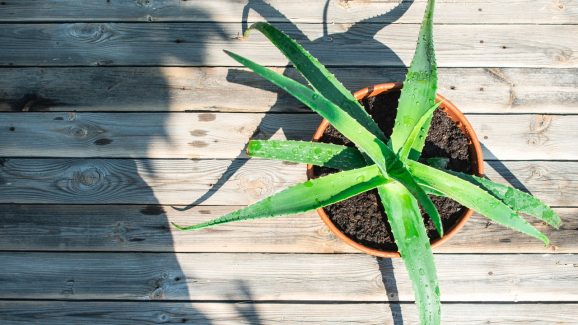 Aloe Vera: ఇంట్లో అలోవెరా మొక్కను ఎందుకు పెంచాలో తెలుసా?