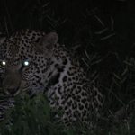 Animals’ eyes: చికట్లో జంతువుల కళ్లు ఎందుకు మెరుస్తాయి?