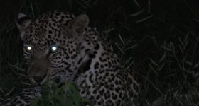 Animals' eyes: చికట్లో జంతువుల కళ్లు ఎందుకు మెరుస్తాయి?