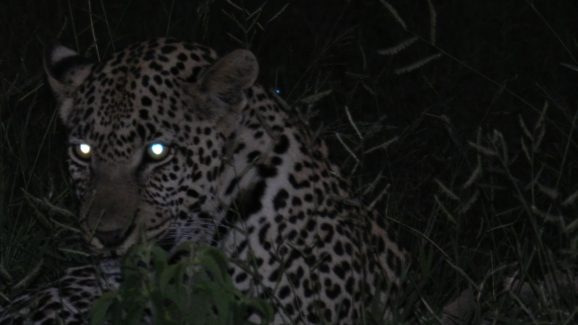 Animals’ eyes: చికట్లో జంతువుల కళ్లు ఎందుకు మెరుస్తాయి?