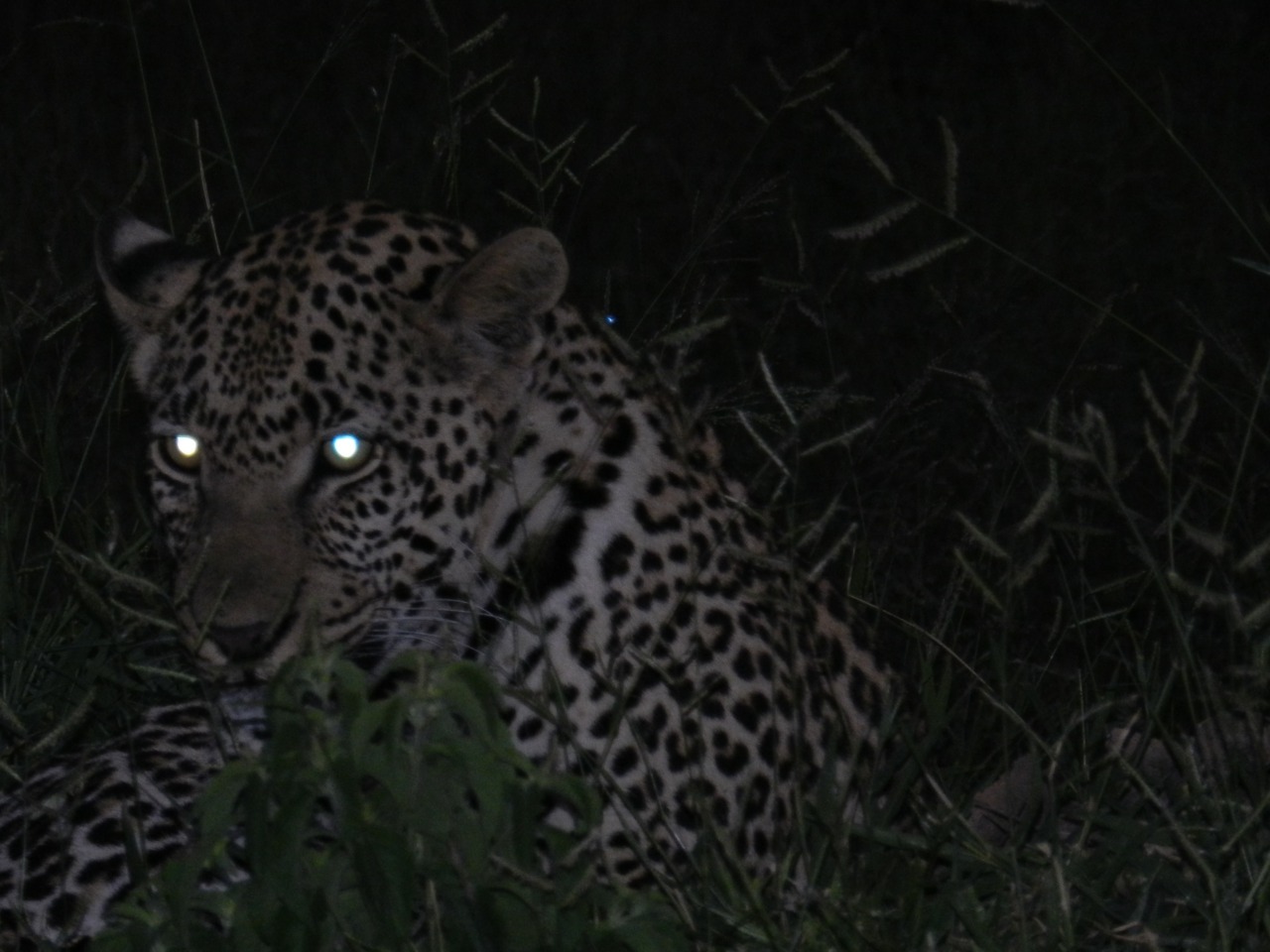 Animals’ eyes: చికట్లో జంతువుల కళ్లు ఎందుకు మెరుస్తాయి?
