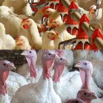 Chickens: ఇండియన్ vs టర్కీ కోళ్లు.. ఏవి బెస్ట్..?