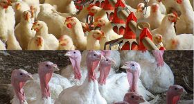 Chickens: ఇండియన్ vs టర్కీ కోళ్లు.. ఏవి బెస్ట్..?