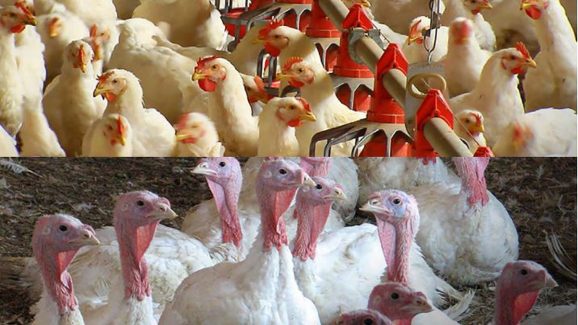 Chickens: ఇండియన్ vs టర్కీ కోళ్లు.. ఏవి బెస్ట్..?