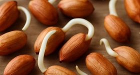 Sprouted Peanuts: మొలకెత్తిన వేరుశనగ తింటే.. ఆశ్చర్యకర లాభాలు !