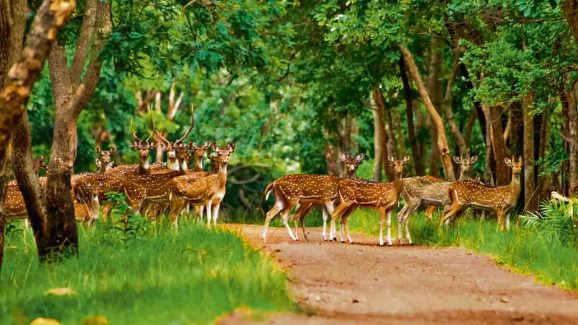 Kinnerasani: ‘కిన్నెరసాని’ వచ్చిందమ్మా పచ్చని పైటేసి..! ఆ అడవి అందాలు చూడతరమా?