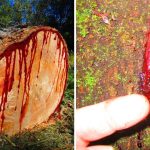 Bloodwood: రక్తం చిందిస్తున్న చెట్లు.. అసలు ఆ అడవుల్లోని మాయాజాలం ఏంటి?