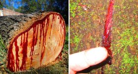 Bloodwood: రక్తం చిందిస్తున్న చెట్లు.. అసలు ఆ అడవుల్లోని మాయాజాలం ఏంటి?