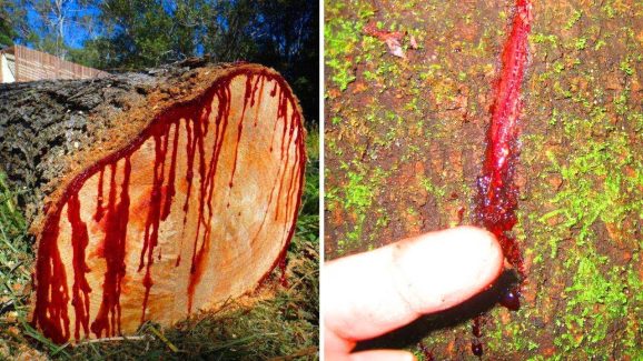Bloodwood: రక్తం చిందిస్తున్న చెట్లు.. అసలు ఆ అడవుల్లోని మాయాజాలం ఏంటి?