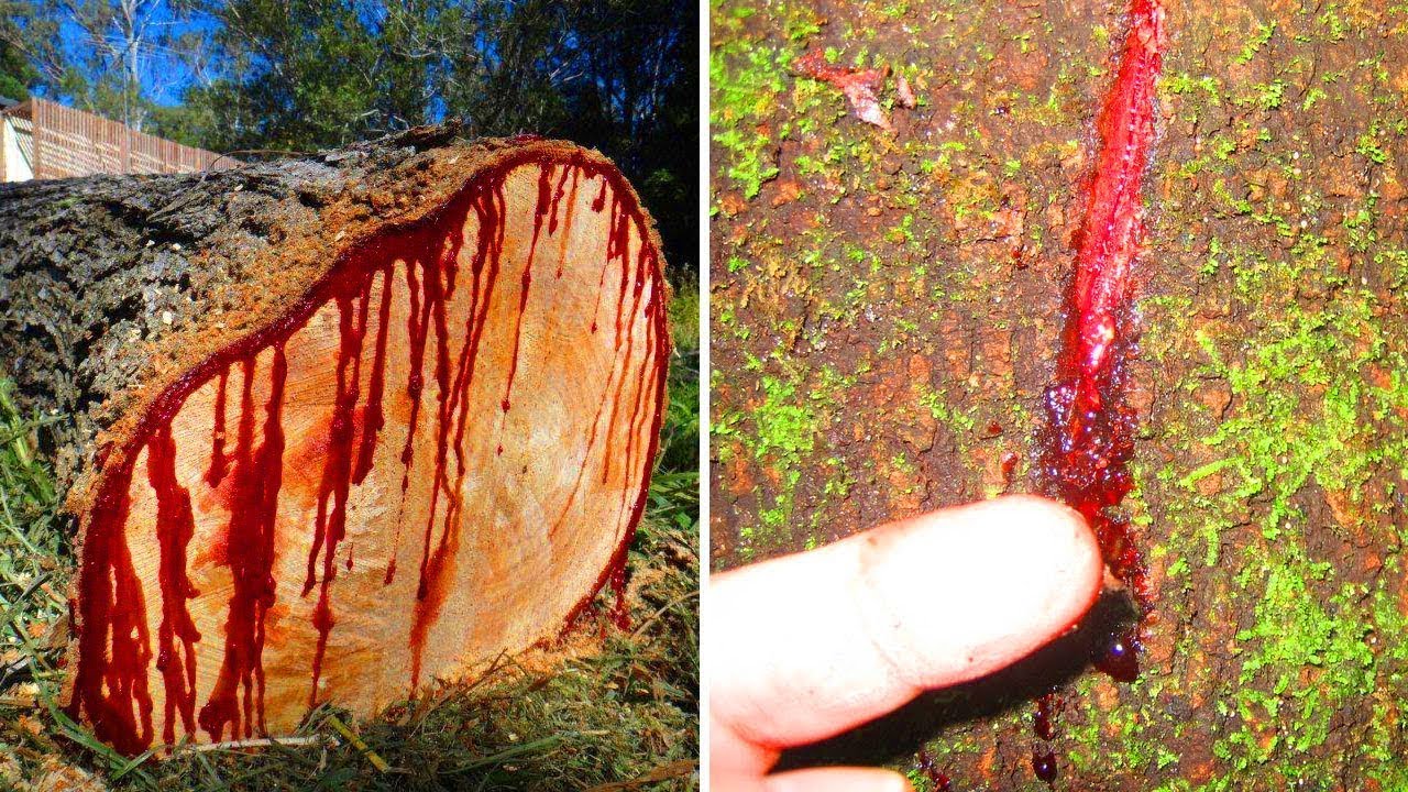 Bloodwood: రక్తం చిందిస్తున్న చెట్లు.. అసలు ఆ అడవుల్లోని మాయాజాలం ఏంటి?
