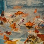 Aquarium Fish: ఇంట్లో ఫిష్ అక్వేరియం ఉందా? ఎంత ప్రమాదరకమో తెలుసుకోండి