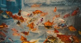 Aquarium Fish: ఇంట్లో ఫిష్ అక్వేరియం ఉందా? ఎంత ప్రమాదరకమో తెలుసుకోండి
