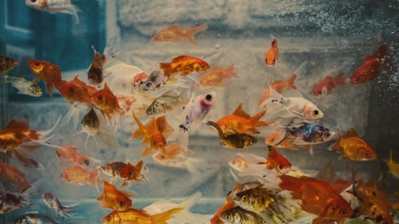 Aquarium Fish: ఇంట్లో ఫిష్ అక్వేరియం ఉందా? ఎంత ప్రమాదరకమో తెలుసుకోండి