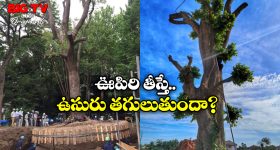 Japan Tradition: జపాన్ లో చెట్లను నరకరు.. వేరే చోటకు తరలిస్తారు, దీని వెనుక పెద్ద కథే ఉంది!