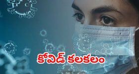 Chickens: ఇండియన్ vs టర్కీ కోళ్లు.. ఏవి బెస్ట్..?