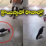 Viral Video: ఫుట్ బాల్ ఆడుతున్న కాకి, నెట్టింట వీడియోవైరల్!