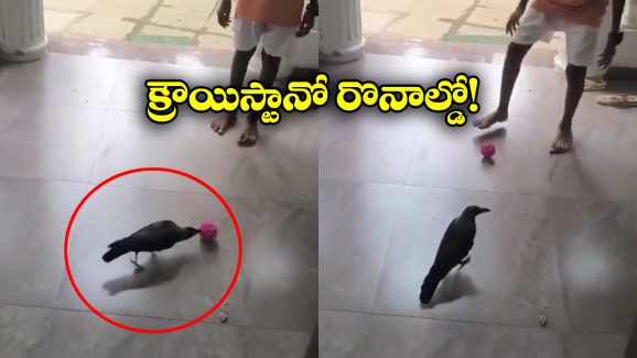 Viral Video: ఫుట్ బాల్ ఆడుతున్న కాకి, నెట్టింట వీడియోవైరల్!
