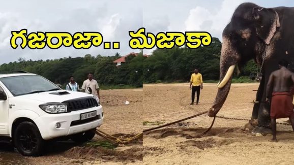 Viral Video: బాహుబలి ‘ఏనుగు’ తుపాన్.. ఆపై టయోటా ఫార్చ్యూనర్ కారు, అసలు మేటరేంటి?