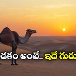Google Hires Camel: ఒంటెకు ఉద్యోగం ఇచ్చిన గూగుల్.. ఎందుకో తెలుసా?