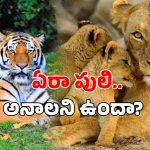 Hyderabad Zoo: పులి, సింహంతో దోస్తీ చేయాలా? హైదరాబాద్ జూలో ఓ అద్భుత అవకాశం!