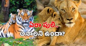 Pakistan : పాక్ సైన్యం ప్రార్థనలు చేసే లోపే.. భారత్ ఎలా అటాక్ చేసిందో చెప్పిన పాక్ ప్రధాని..