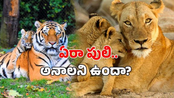 Hyderabad Zoo: పులి, సింహంతో దోస్తీ చేయాలా? హైదరాబాద్ జూలో ఓ అద్భుత అవకాశం!
