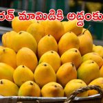 Indian Mangoes: భారత్ మామిడికి పెద్ద సమస్యే వచ్చి పడింది.. అమెరికా ఇంత పని చేసిందా?