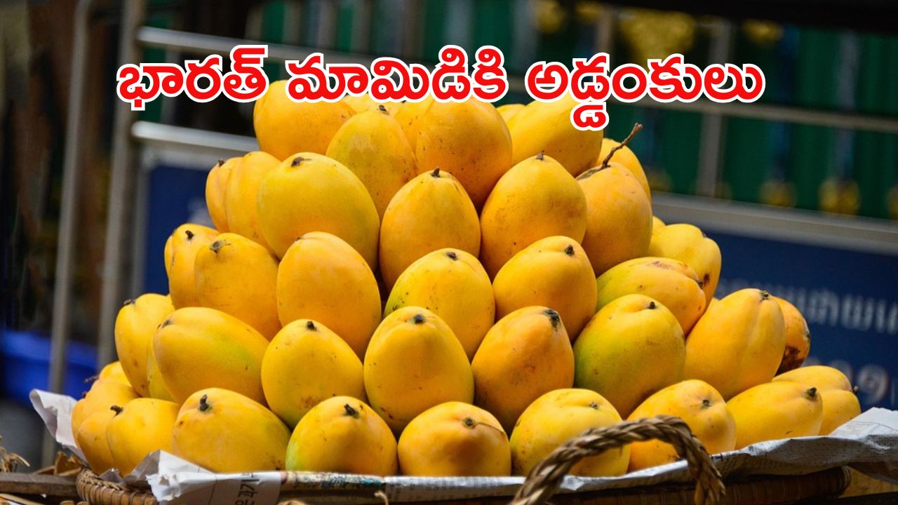 Indian Mangoes: భారత్ మామిడికి పెద్ద సమస్యే వచ్చి పడింది.. అమెరికా ఇంత పని చేసిందా?