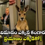 Kangaroo In Plane: ఫ్లైట్ లోకి కంగారూ.. ప్యాసింజర్ల పరేషాన్, నెట్టింట వీడియో వైరల్!
