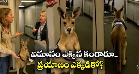 Kangaroo In Plane: ఫ్లైట్ లోకి కంగారూ.. ప్యాసింజర్ల పరేషాన్, నెట్టింట వీడియో వైరల్!