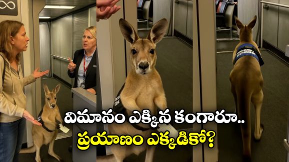 Kangaroo In Plane: ఫ్లైట్ లోకి కంగారూ.. ప్యాసింజర్ల పరేషాన్, నెట్టింట వీడియో వైరల్!
