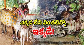 Miracle Temple: గోమాత వస్తేనే పూజలు.. గుడి మహత్యం తెలుసుకుంటే.. ఒక్క నిమిషం ఆగరు!