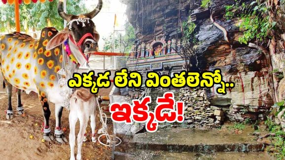 Miracle Temple: గోమాత వస్తేనే పూజలు.. గుడి మహత్యం తెలుసుకుంటే.. ఒక్క నిమిషం ఆగరు!
