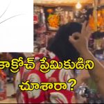Pet Cockroach Video: యువకుడి తలపై పెద్ద కాక్రోచ్.. తొలగించడానికి వెళ్లిన యువతికి షాక్.. అది సామాన్యమైనది కాదు