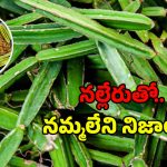 Nalleru Benefits: నల్లేరా.. మజాకా..! నయం కాని రోగాలకు సంజీవని..!