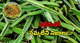 Nalleru Benefits: నల్లేరా.. మజాకా..! నయం కాని రోగాలకు సంజీవని..!