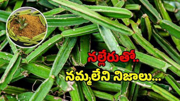 Nalleru Benefits: నల్లేరా.. మజాకా..! నయం కాని రోగాలకు సంజీవని..!