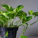 Money Plant: వాస్తు ప్రకారం.. బాల్కనీలో మనీ ప్లాంట్ ఏ దిక్కున ఉంటే మంచిది ?