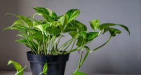 Money Plant: వాస్తు ప్రకారం.. బాల్కనీలో మనీ ప్లాంట్ ఏ దిక్కున ఉంటే మంచిది ?